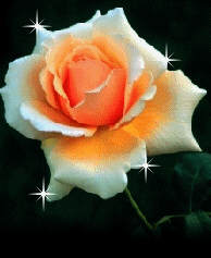une fleur